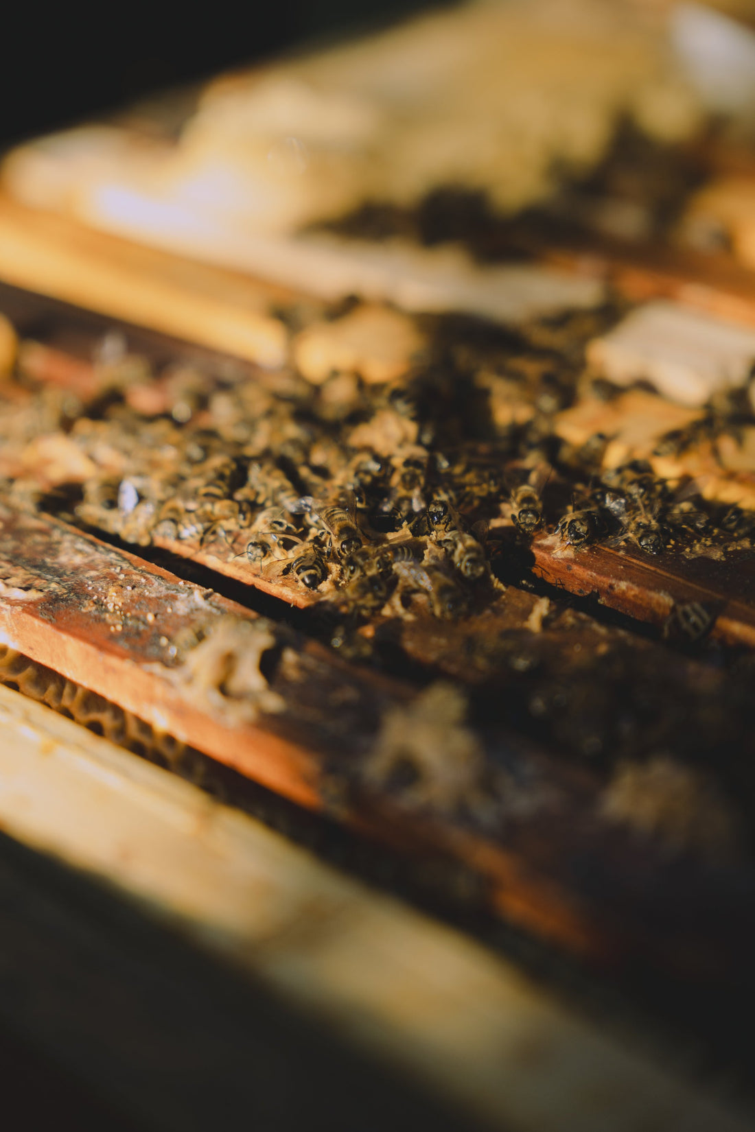 Abejas trabajando sobre los cuadros de una colmena en el sur de Chile